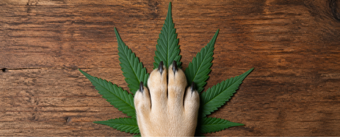 CBD Animais