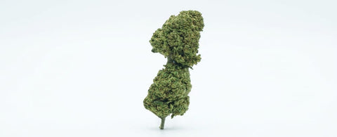 Fruitcake (Greenhouse)