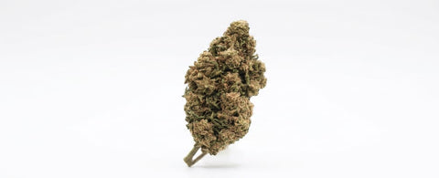 Lemon Haze (Greenhouse)