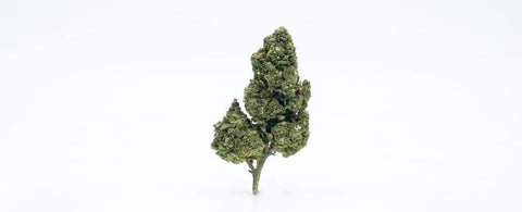Zklitez (Greenhouse)