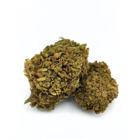Watermelon 10HC 50% (Greenhouse)
